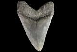 Fossil Megalodon Tooth - Georgia #76461-1
